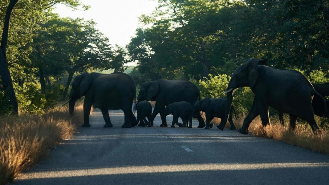 Zimbabwe: mass migration of elephants due to lack of water

