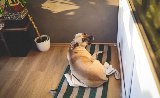 8 Tips and Tricks to Eliminate Dog Smell from a Home