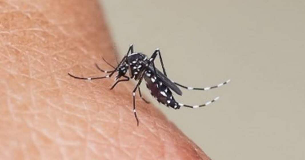  Health.  Two cases of dengue reported in Gard

