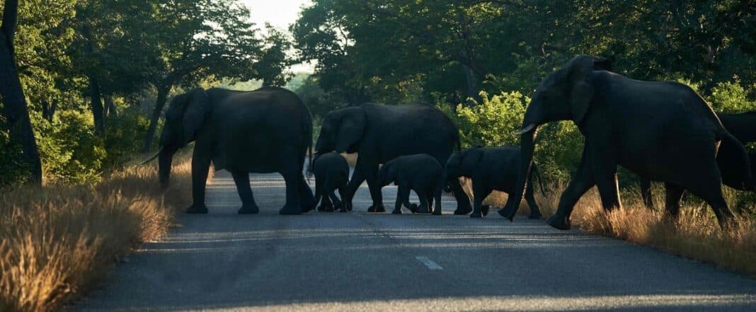 Zimbabwe: mass migration of elephants due to lack of water

